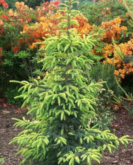 Ель черная `Ауреа`, Picea mariana `Aurea` | СадПарад